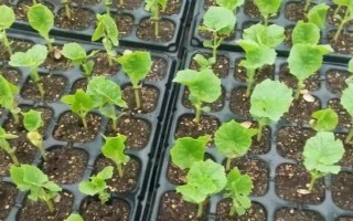 苦瓜的種植技術(shù)，控制生長(zhǎng)溫度在15-28℃之間