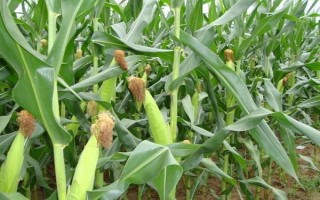 V18玉米品種的特性，每畝播種密度在4000株