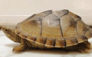 麝香龜喂什么好，動物性、植物性和合成飼料均可