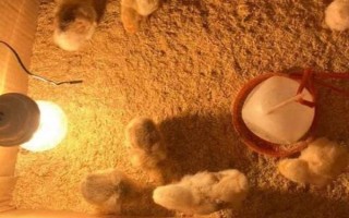 小雞出殼多長時間可以喂食喂水，必須在24小時之內(nèi)喂食