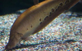 家養(yǎng)七星刀魚有什么寓意，寓意著腳踏七星