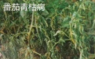 番茄青枯病、枯萎病、莖基腐病的區(qū)別,發(fā)病規(guī)律和癥狀均不同