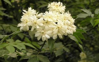 為什么木香花不能種，是由于其耐寒性較差