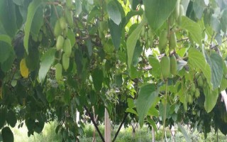 軟棗獼猴桃的種植技術(shù)，一般采用硬枝扦插方法進行育苗
