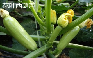 西葫蘆的其它名稱，具有美洲南瓜、小瓜等叫法