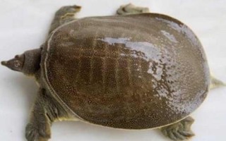 甲魚為何別稱王八，原因是腹部具有特殊紋路