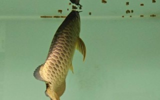 怎么給銀龍魚喂食，建議每天投喂三至四次