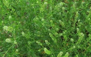 常見(jiàn)的十字花科作物，包括蘿卜、白菜、芥菜等品種