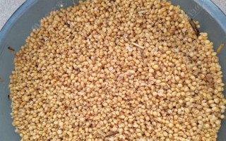 野釣黃尾魚(yú)適合用什么餌料，腥味型、麩香型、酒香型均可使用