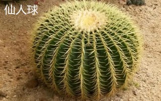 哪些植物可以探測(cè)黃金，主要有以下5種