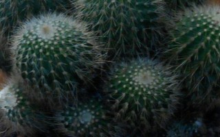 仙人球能不能養(yǎng)在臥室中，沒有毒性可以放心養(yǎng)殖