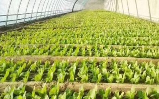 如何預(yù)防冬季蔬菜苗期凍害，可采用人工控溫育苗和注意保暖等