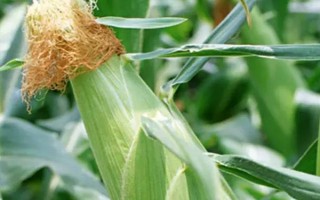 哈豐4號玉米種子特點，在適應區(qū)5月中旬播種