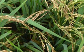 Q香優(yōu)266水稻種子特點，3月下旬至4月中旬播種