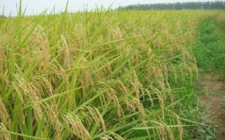 西大黃葉2號水稻種子特征特性，全生育期131～177天