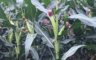 玉研505玉米種子介紹，中抗穗腐病