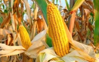 DH918玉米種子特征特性，中抗穗腐病