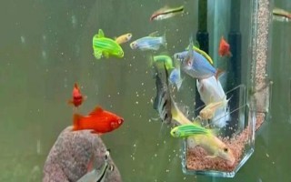 觀賞魚多少溫度養(yǎng)合適，適合的溫度是22-24℃