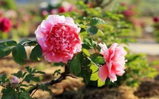 牡丹花的寓意，寓意富貴圓滿、端莊秀雅等