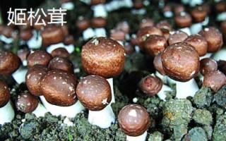 南方適合種植哪些菇類，竹蓀、黑木耳、草菇等