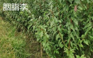 李子樹苗的品種推薦，脆紅李和胭脂李市場(chǎng)認(rèn)可度高
