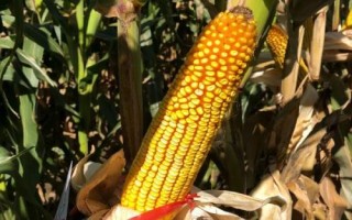 荃科926玉米種子介紹，適宜播種期5月中上旬