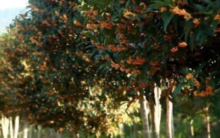 桂花怎么快速繁殖，通常采用播種繁殖、嫁接繁殖、扦插繁殖、壓條繁殖