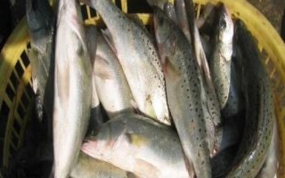 海鱸魚的價格，批發(fā)價格一般10-15元一斤