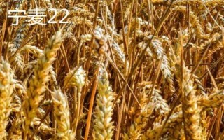 紅麥品種，包括楊麥25、農(nóng)麥88、寧麥22等種類
