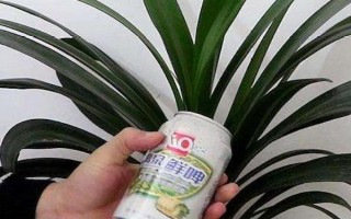 啤酒可以澆哪些植物，可以澆文竹、茶花等