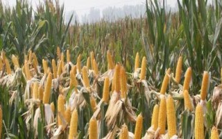 科馨717玉米品種簡介，春播平均生育期120.0天