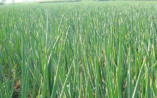 山東大蔥的種植方法，可在春季、夏季和秋季種植
