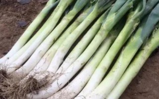 霜降過后可以在陽臺(tái)上種什么蔬菜，可種植白菜、胡蘿卜、大蒜等品種