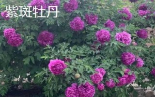 牡丹食用品種，主要包括鳳丹牡丹、紫斑牡丹
