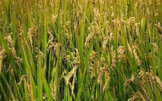 早秈1902水稻種子簡(jiǎn)介，早秈常規(guī)水稻品種