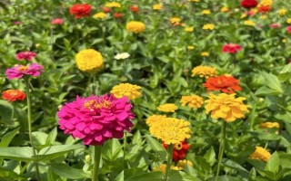 代表思念的花有哪些，有天堂鳥、百日草、蝴蝶花等