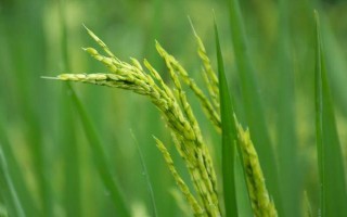 春9兩優(yōu)851水稻種子簡介，秧田播種量每畝15.0千克