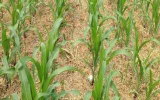 隆豐5號(hào)玉米品種簡介，注意防治灰斑病
