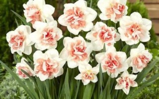 洋水仙怎么養(yǎng)殖，上盆后要轉(zhuǎn)移至半蔭處