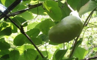 什么是木通，屬于毛茛目、木通科木質(zhì)藤本植物的統(tǒng)稱