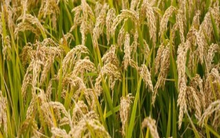泰優(yōu)淦3號水稻品種簡介，秧田播種量每畝10-15公斤