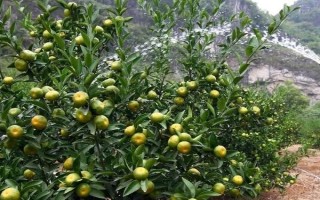冬季種植果樹有什么優(yōu)勢，冬季種植能夠充分利用果樹的休眠期