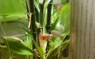 富貴竹能跟魚一起養(yǎng)嗎，富貴竹是可以和魚一起養(yǎng)的