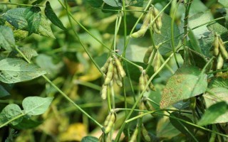吉育87號大豆種子介紹，出苗至成熟122天
