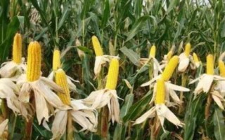 福源玉888玉米種子特征特性，春播出苗至成熟127天