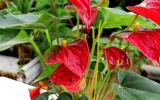 紅掌的澆水方法，應(yīng)在溫暖的天氣中進(jìn)行