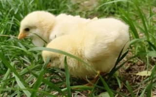 小雞可以單獨(dú)養(yǎng)一只嗎，可以但是盡量養(yǎng)2只以上最好