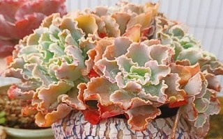 多肉葉片的扦插方法，要從生長健壯、無病蟲害的母株上選取葉片