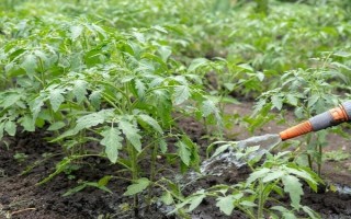 大棚西紅柿怎么澆水，結(jié)果前期每隔7-10天澆一次
