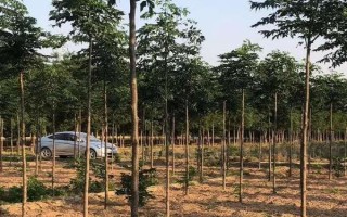 苦楝的種植方法，可以種子繁殖和扦插繁殖